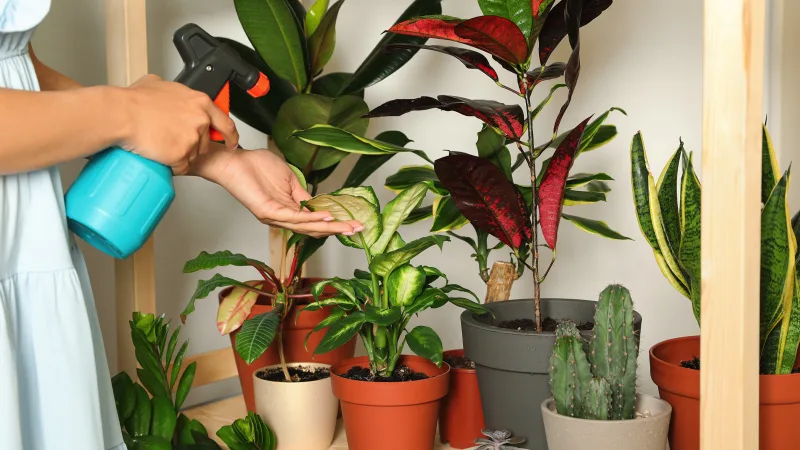 plants improve air quality teaser
